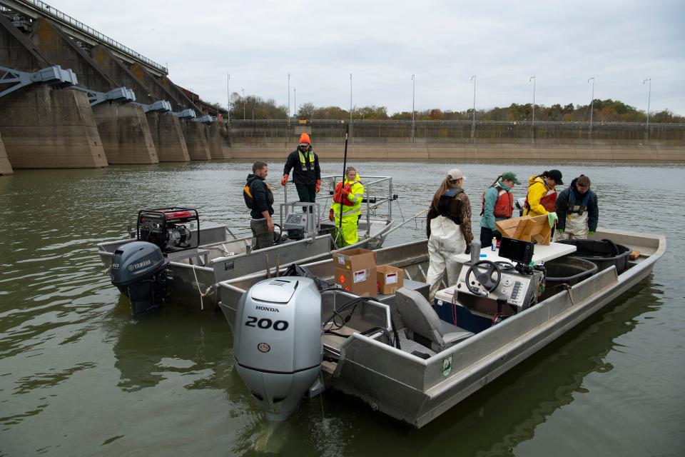 Members of the United States Geological Survey's Upper Midwest Environmental Sciences Center in LaCrosse, Wisc., and Kentucky Department of Fish & Wildlife out of Murray, Ky., tag silver carp to track their movements below Barkley Lock and Dam Tuesday morning, Nov. 5, 2019.
