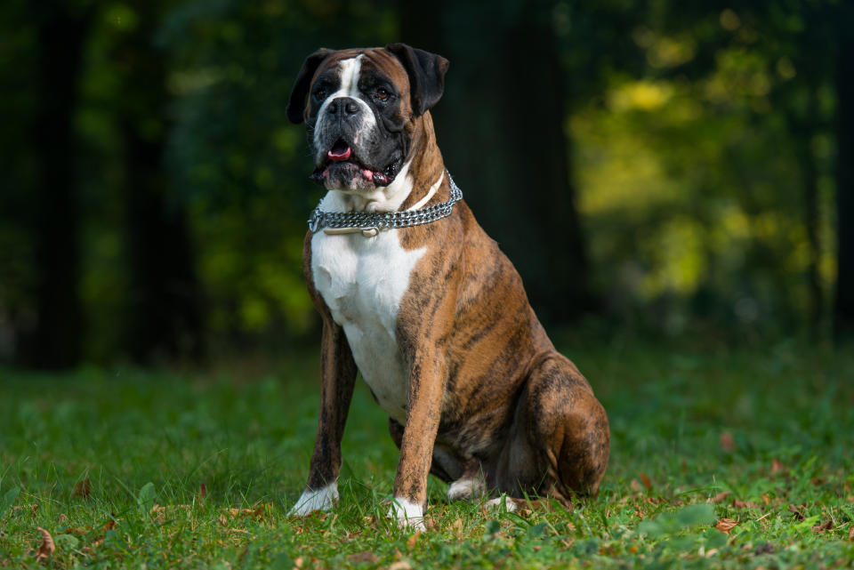 Boxer (Getty Images/iStockphoto)