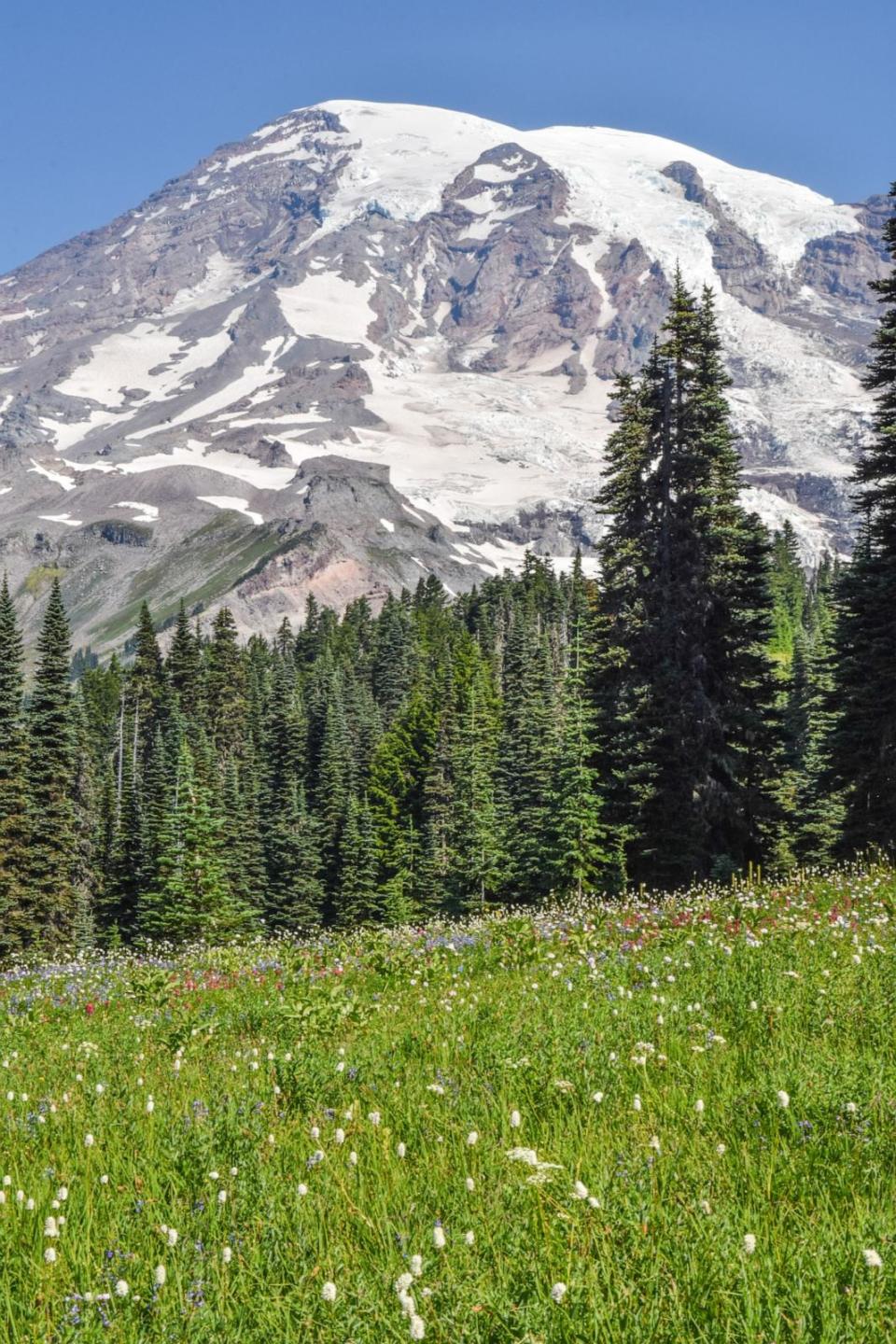 PHOTO: Mount Rainier sits high above the treeline surrounded by subalpine meadows full of flowers, Paradise, WA. (NPS Photo)