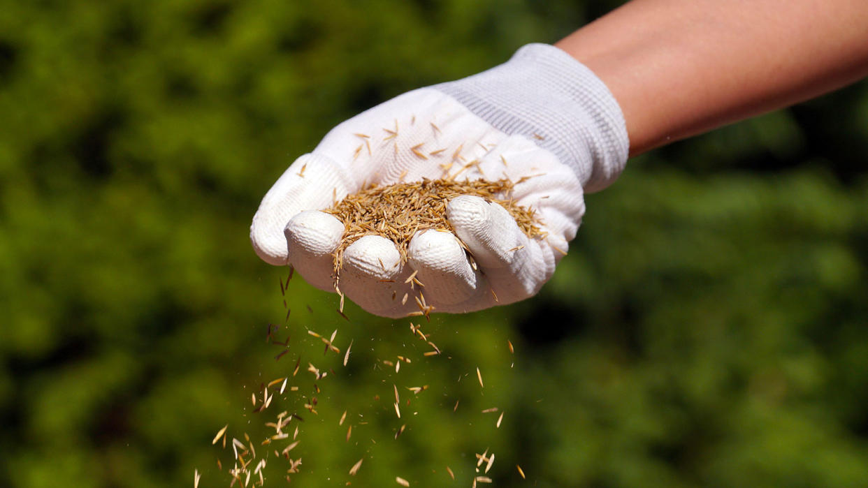  sowing grass seed by hand 