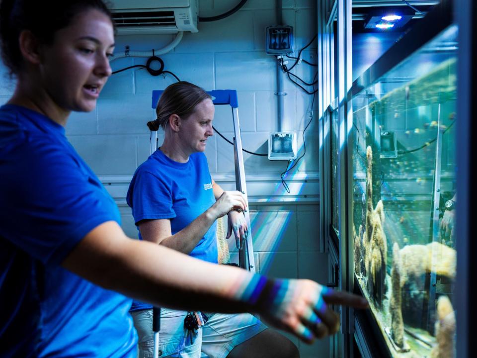 coral lab reproduction