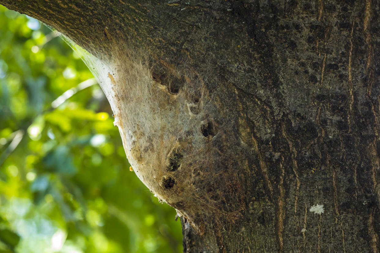 Oak processionary caterpillars Thaumetopoea processionea nest in a tree in a forest. These stinging hairs can cause itching, bumps and eye complaints.