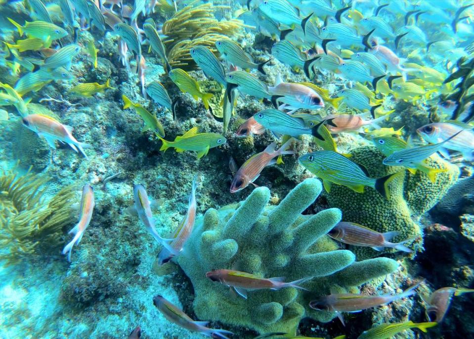 La barrera coralina que circunda el Mar de los Siete Colores, de 255 Kms2, es la tercera más grande del planeta.