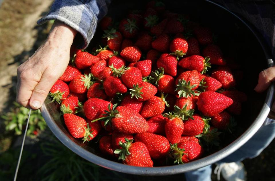 Patsy Olive of New Hill got a bowlful while picking strawberries at Buckwheat Farm in Apex Saturday morning April 21, 2007.