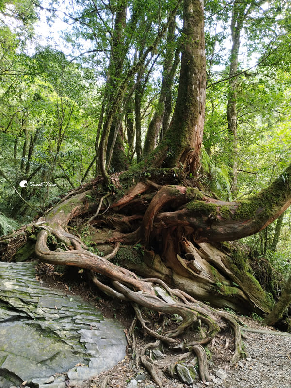 拉拉山巨木群步道