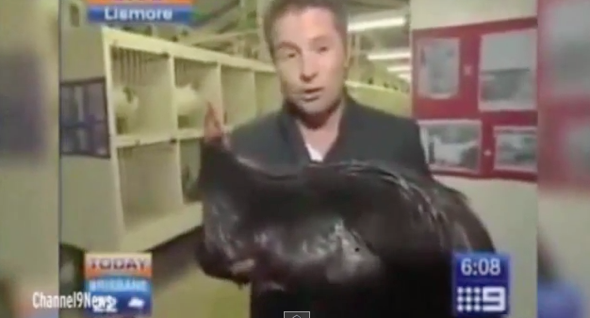 News reporter's hilarious response after being 'attacked' by cockerel