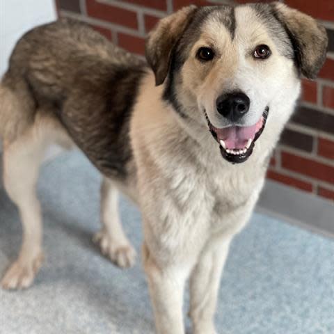 Dublin is a gentle giant, friendly, and loves to walk on the trails. He's a young 1-year-old neutered male. To meet Dublin, call 405-216-7615 or visit the Edmond Animal Shelter at 2424 Old Timbers Drive in Edmond during open hours.