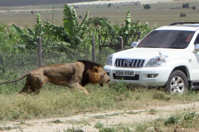 Stray lion shot dead after attacking a man in Nairobi