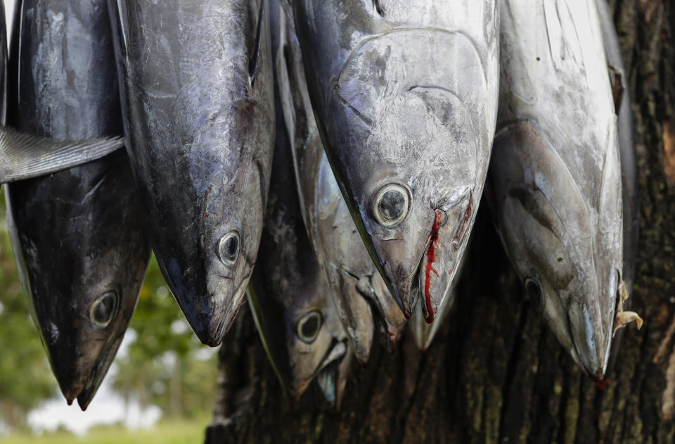 In this Wednesday, April 10, 2019, photo, fish hang for sale at a roadside stall outside Nuku'alofa, Tonga. China is pouring billions of dollars in aid and low-interest loans into the South Pacific, and even in the far-flung kingdom of Tonga there are signs that a battle for power and influence among much larger nations is heating up and could exact a toll. (AP Photo/Mark Baker)