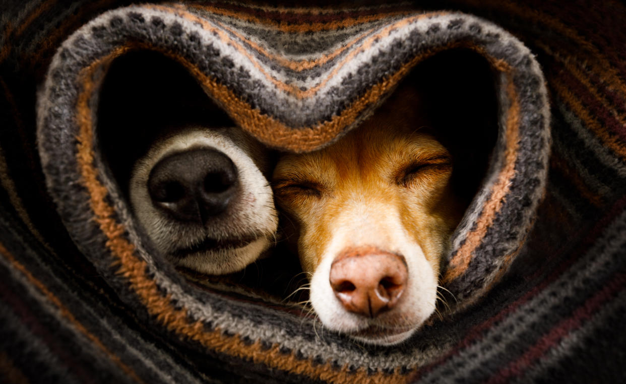 couple of dogs in love sleeping together under the blanket in bed in heart form,  warm and cozy and cuddly