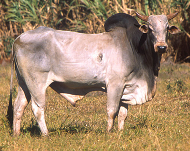 A Zebu breed cow.