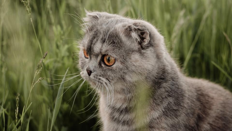 Scottish fold cat outside