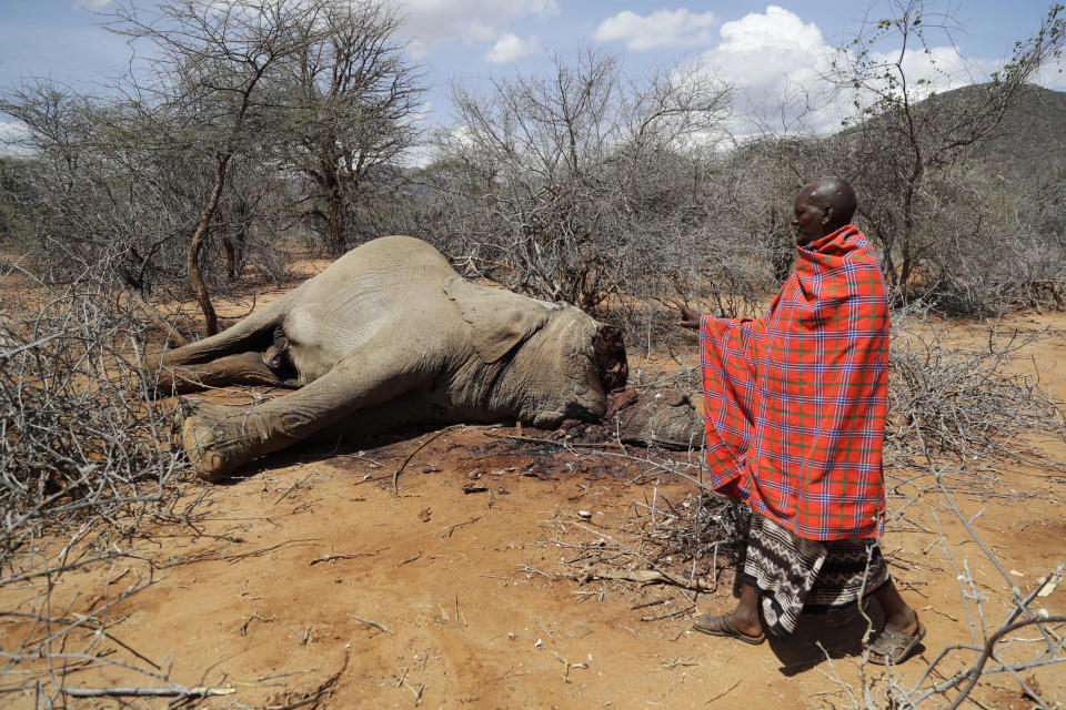 A man checks on an elephant that was killed by Kenya Wildlife Service rangers after it killed a woman as it was looking for water and food amid the drought in Loolkuniyani, Samburu County in Kenya on Tuesday, Oct. 16, 2022. Hundreds of animals have died in Kenyan wildlife preserves during East Africa's worst drought in decades, according to a report released Friday, Nov. 4, 2022. (AP Photo/Brian Inganga)