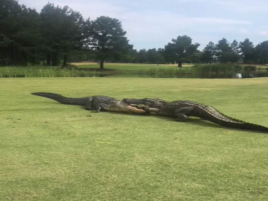 The two alligators fighting on the 18th hole: (Matthew Proffitt via Storyful)