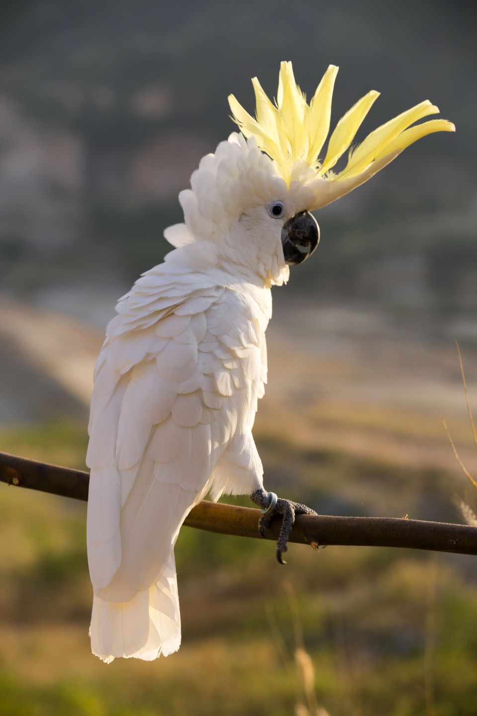 3) Cockatoo