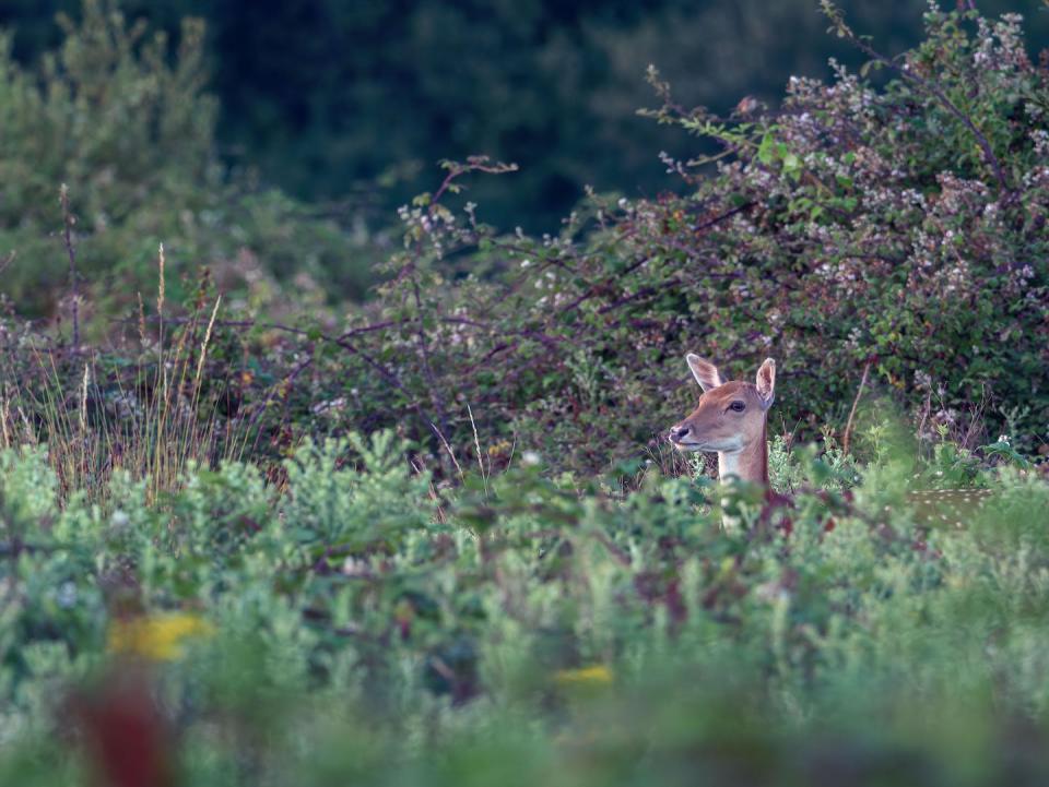 <a href="https://www.shutterstock.com/es/image-photo/head-neck-female-roe-deer-just-1823381858" rel="nofollow noopener" target="_blank" data-ylk="slk:SciPhi.tv / Shutterstock;elm:context_link;itc:0;sec:content-canvas" class="link ">SciPhi.tv / Shutterstock</a>