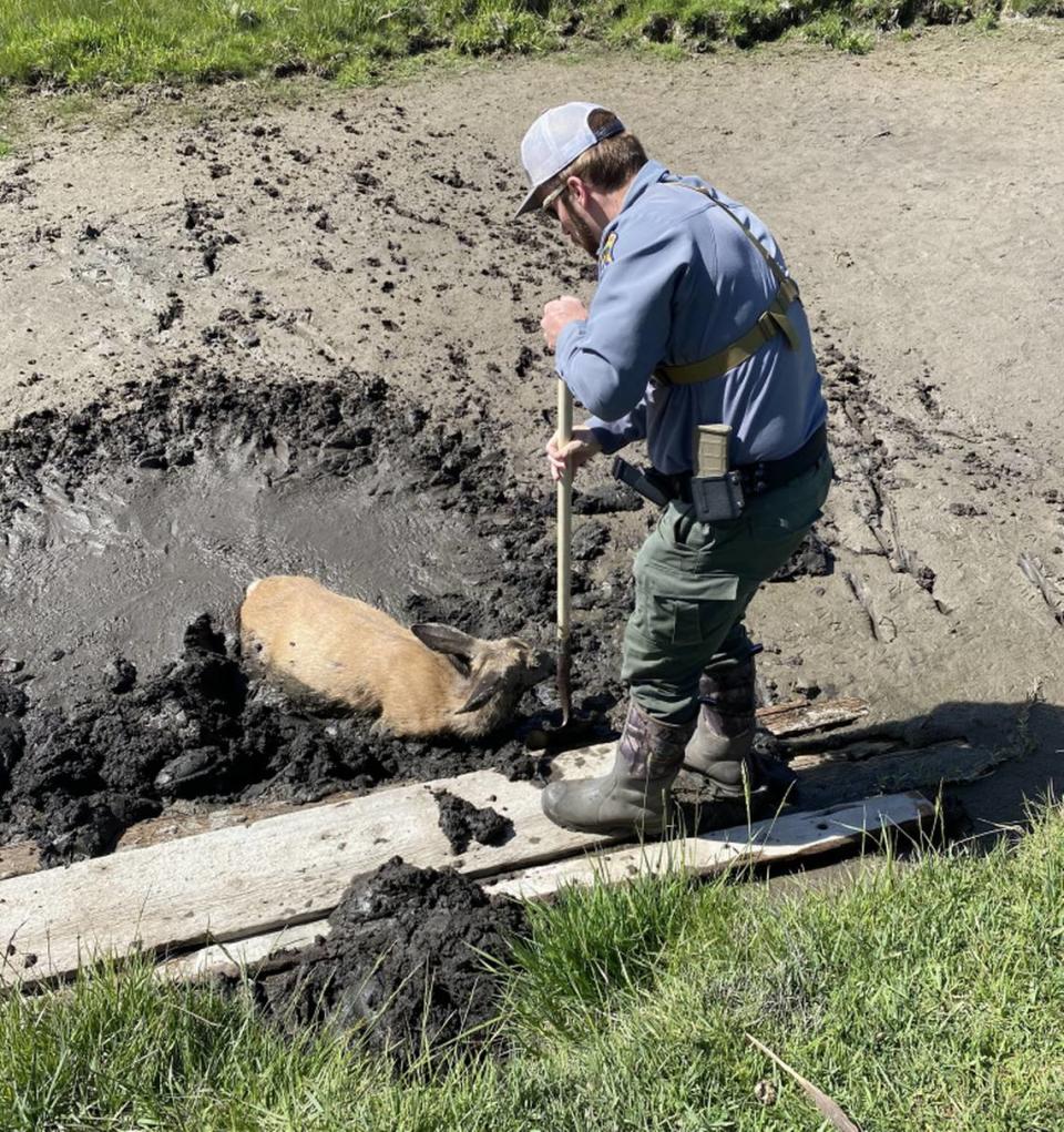 “I started this gig to help wildlife,” Noll said.