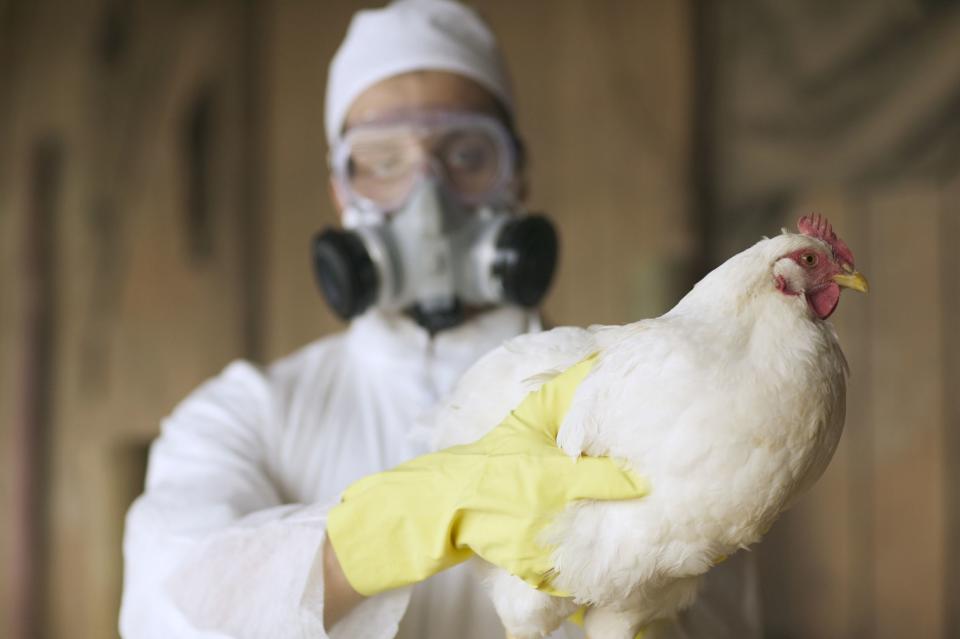 <p>Peter Garrard Beck / Getty Images</p> Stock image of person holding chicken