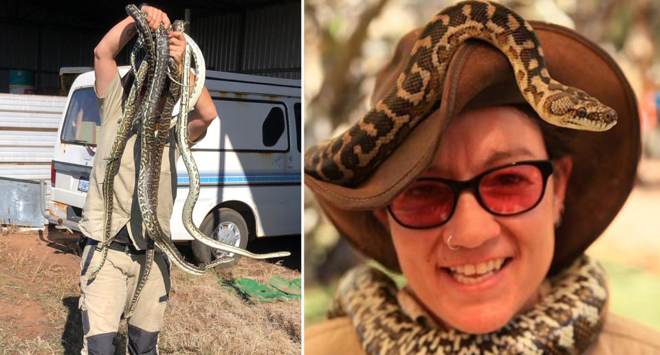 Snake catcher and wildlife expert Michelle Jones holds up many snakes (left) and with a snake crawling over her neck and head (right).