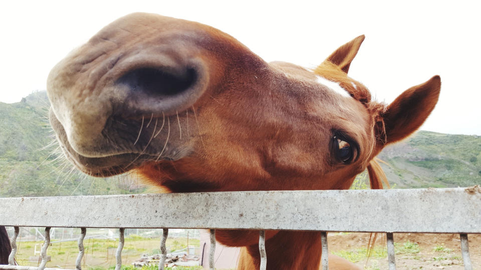 closeup of horse