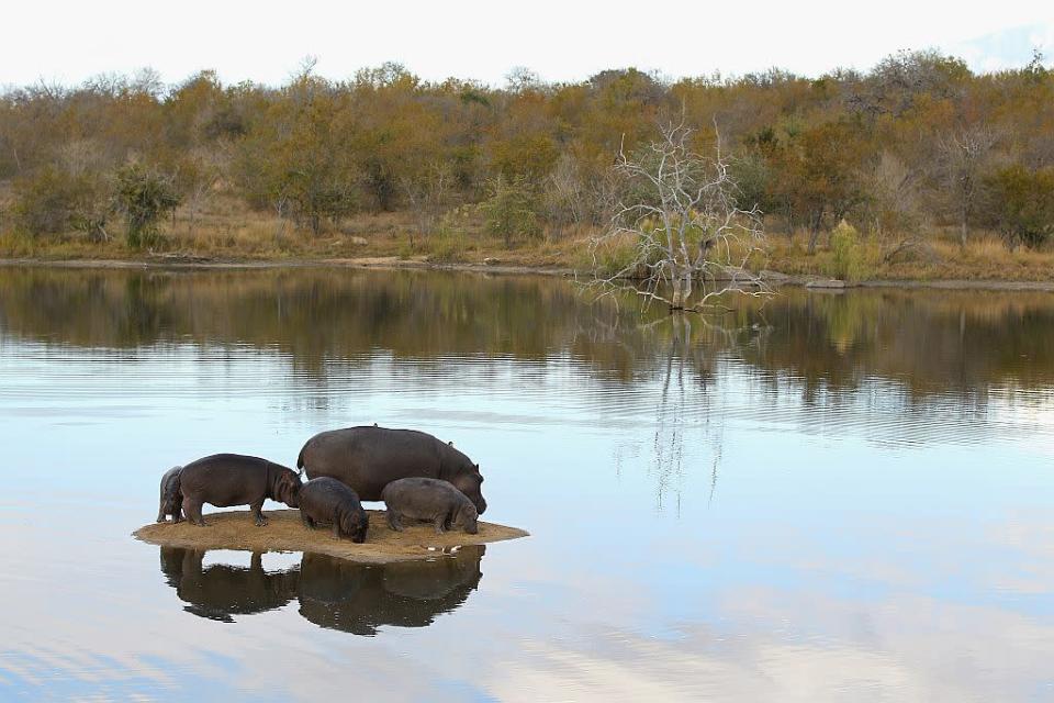 Hippopotamuses relax on a sand island in Edeni Game Reserve near Kruger National Park in South Africa.