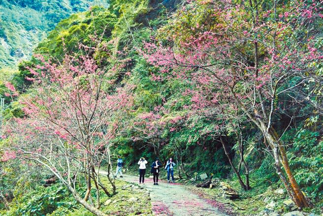 屏東霧台鄉阿禮部落櫻花大道陸續綻放，吸引不少遊客上山「追櫻」。（林和生攝）