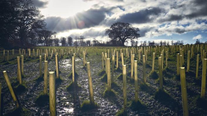 Plantación de árboles, Reino Unido
