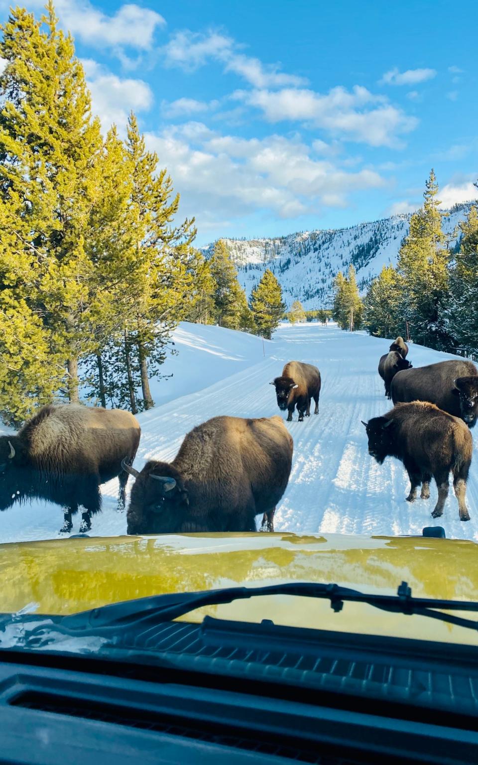 Yellowstone National Park, Wyoming holidays, overtourism - Matt Charlton