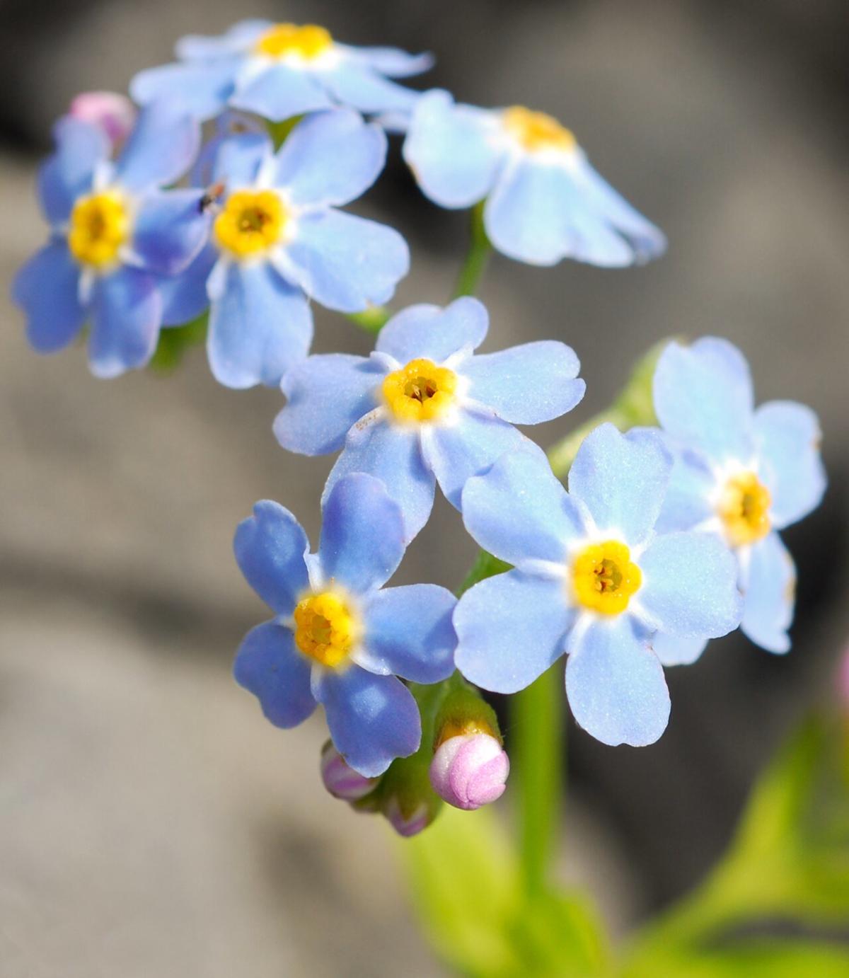 Forget-Me-Nots: Tips and Symbolism of These Pretty Blue Flowers - Farmers'  Almanac