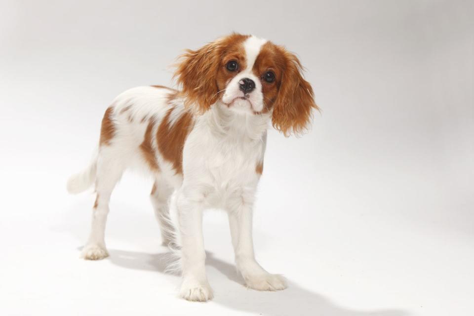 English Toy Spaniel