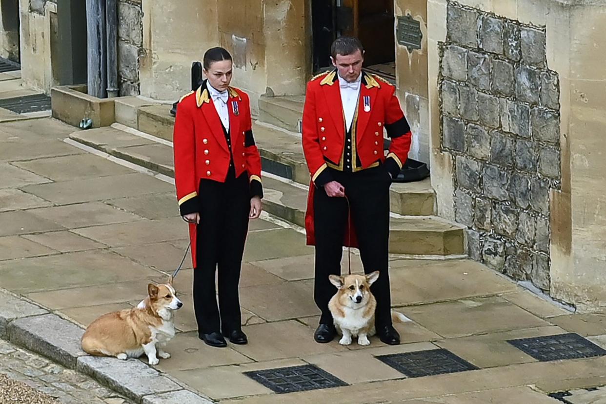 The Queen's corgis, Muick and Sandy are walked inside Windsor Castle on September 19, 2022, ahead of the Committal Service for Britain's Queen Elizabeth II.