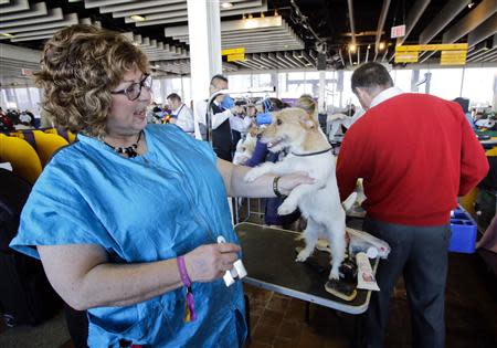 Peachy gives handler Theresa Stewart a reaction after she finished trimming the dog for competition during the 138th Westminster Kennel Club Dog Show in New York, February 11, 2014. REUTERS/Ray Stubblebine