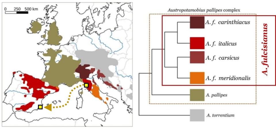 Distribución de especies de <em>Austropotamobius</em>, detallando las subespecies (o linajes) de <em>Austropotamobius fulcisianus</em>. La flecha muestra el itinerario marino (de Livorno a Alicante) seguido por los cangrejos que envió el gran duque toscano a Felipe II en 1588. Miguel Clavero, <a href="http://creativecommons.org/licenses/by-sa/4.0/" rel="nofollow noopener" target="_blank" data-ylk="slk:CC BY-SA;elm:context_link;itc:0;sec:content-canvas" class="link ">CC BY-SA</a>