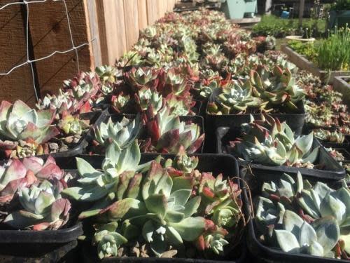 Dudleya succulent plants