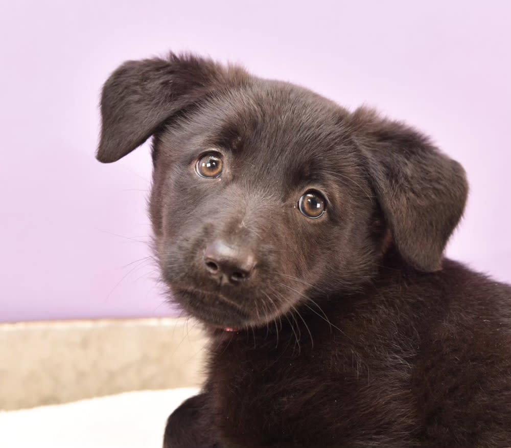 Malay is one of the puppies in the Barks of the World litter available for adoption through Moms and Mutts: Colorado Rescue for Pregnant and Nursing Dogs. (MAMCO)