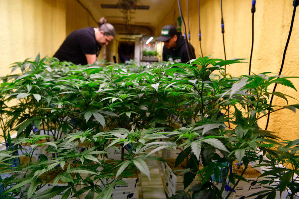 <div class="inline-image__title">1403530459</div> <div class="inline-image__caption"><p>Matt Litrenta, left, and Mike Biggio, right, check on some of their marijuana plants inside Flower Factory at Area 420 on April 20, 2022 in Moffat, Colorado.</p></div> <div class="inline-image__credit">Helen H. Richardson/MediaNews Group/The Denver Post via Getty Images</div>