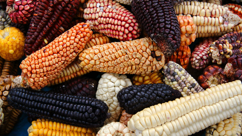 Closeup of an heirloom corn pile