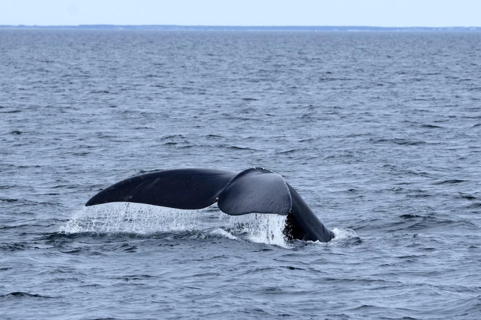 A North Atlantic right whale dives in Cape Cod Bay in Massachusetts, Monday, March 27, 2023. The drive to protect vanishing whales has brought profound impacts to marine industries, and those changes are accelerating as the Endangered Species Act approaches its 50th anniversary. (AP Photo/Robert F. Bukaty, NOAA permit # 21371)