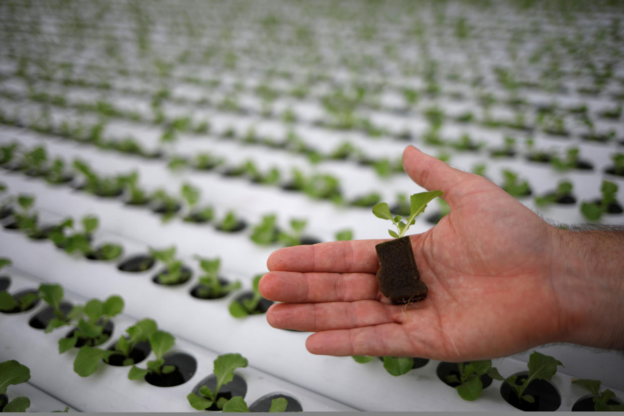 Comcrop CEO Peter Barber shows vegetable seedlings at his rooftop hydroponics farm at an industrial estate in Singapore May 17, 2019. Picture taken May 17, 2019. REUTERS/Edgar Su