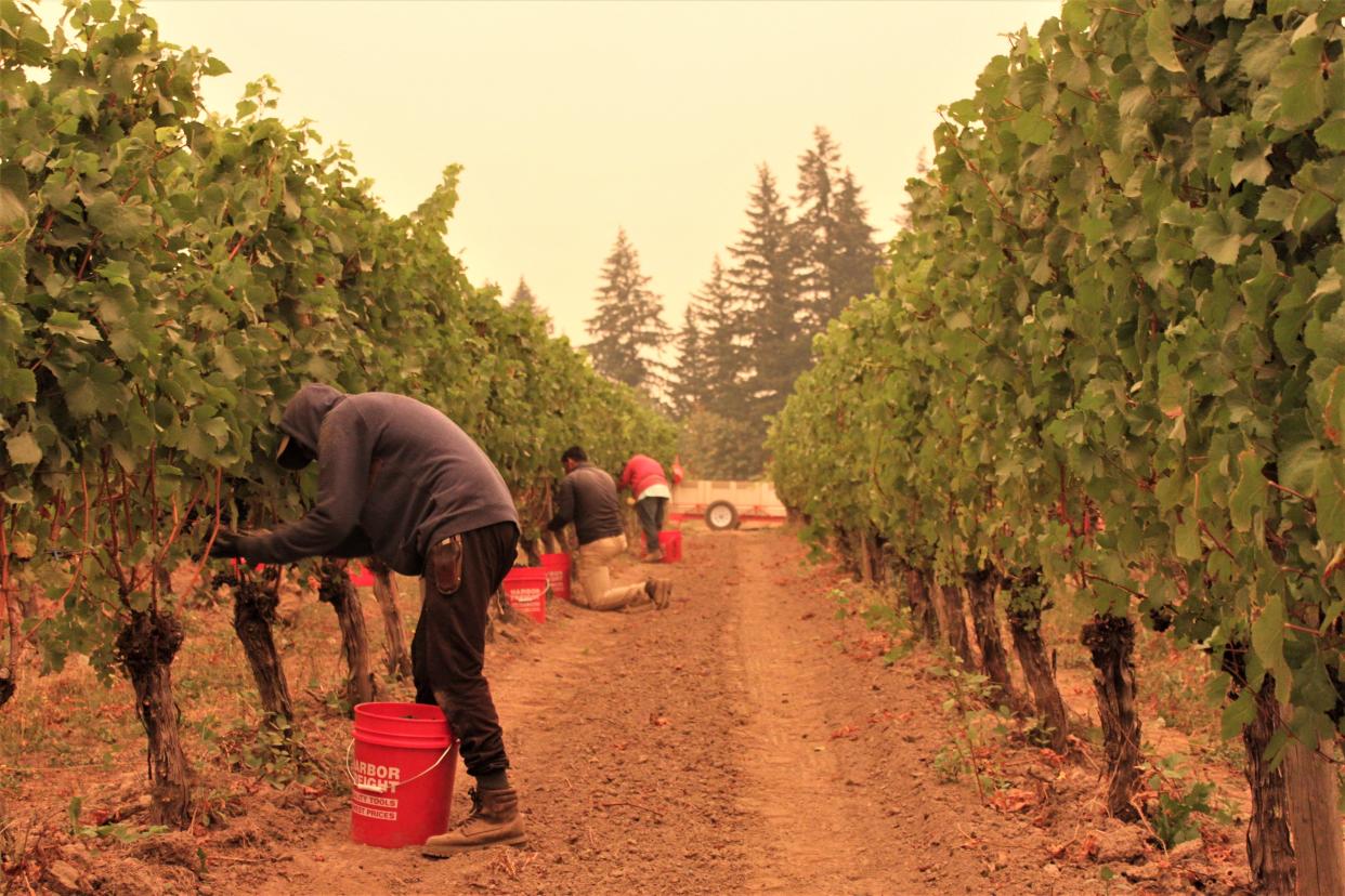 Vineyard workers harvest grapes for sparkling wine at Willamette Valley Vineyards site in Dundee in September 2020.
