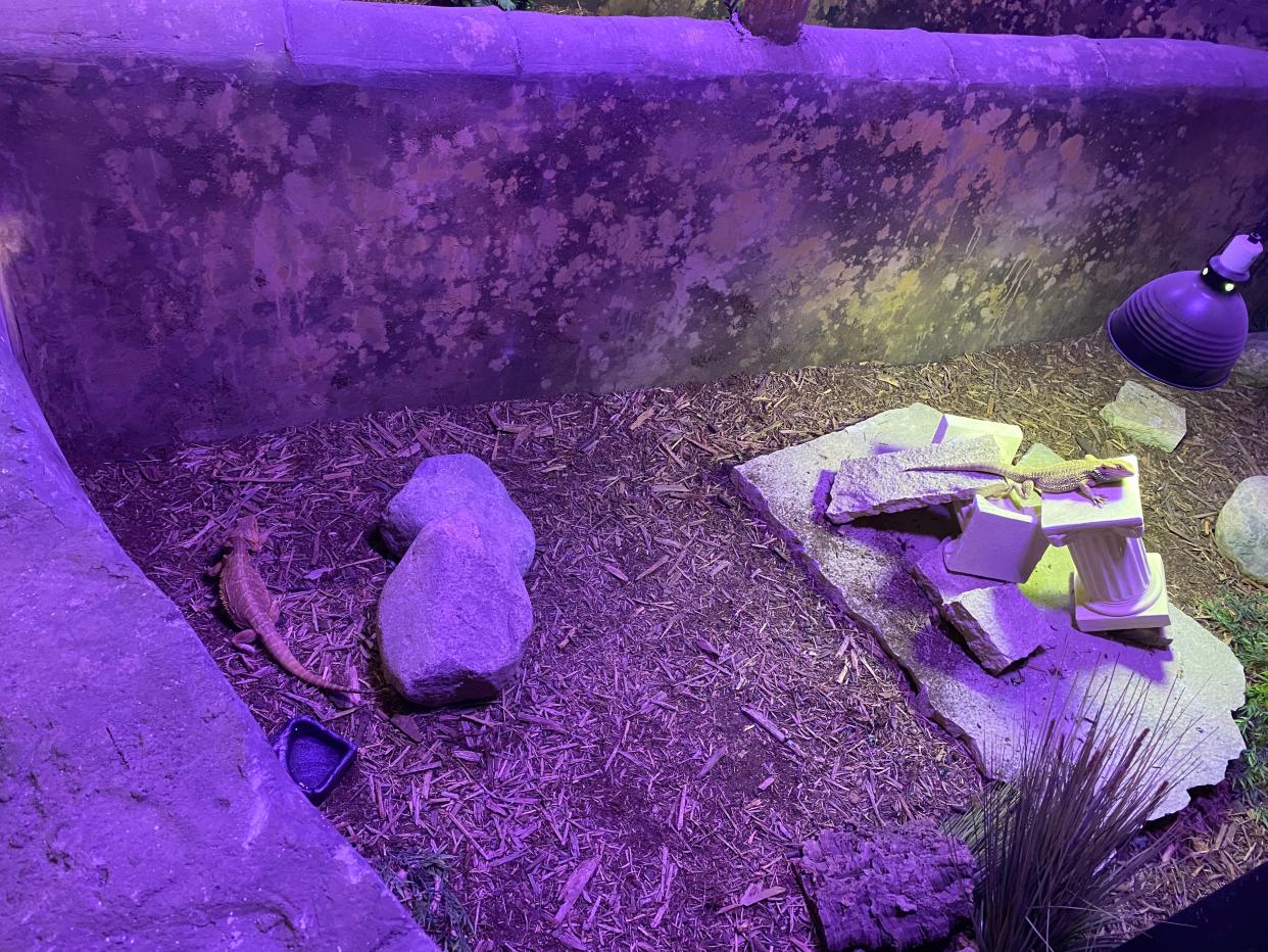 Two bearded dragons in enclosures at Blue Zoo March 23, 2024.