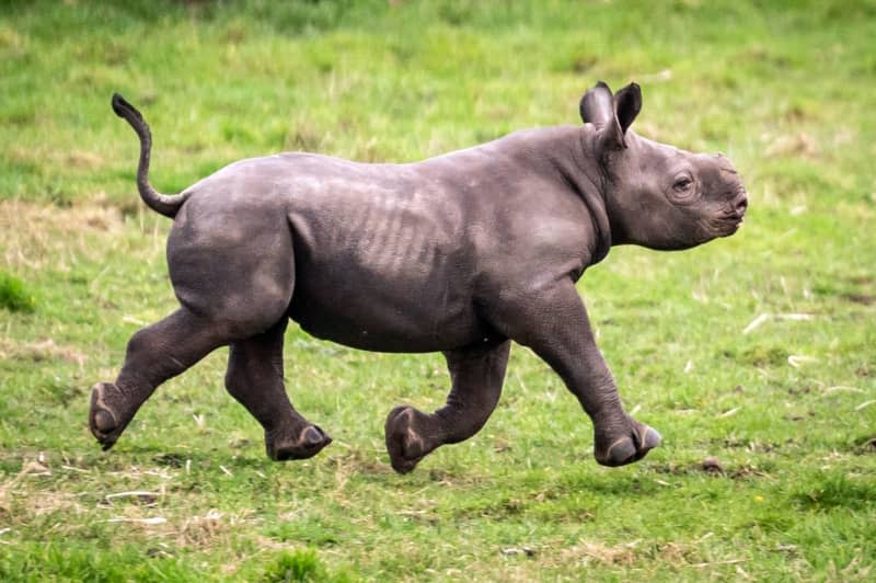 Newborn Black Rhino calf explores his outdoor reserve at the Yorkshire Wildlife Park in Branton, where they are celebrating the first birth in the Park's history of a critically endangered Black Rhino calf, one of the rarest mammals on earth. Danny Lawson/PA Wire/dpa