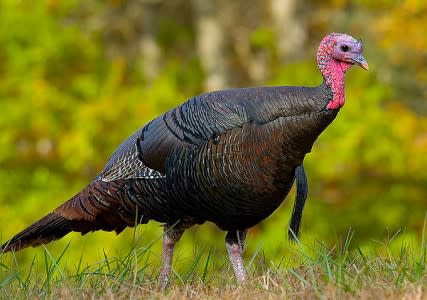 Wild_turkey_eastern_us