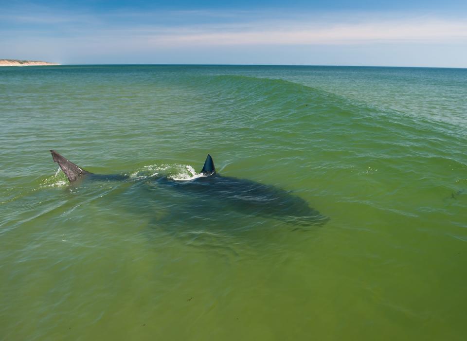 Photo of a great white shark taken from an Atlantic White Shark Conservancy research vessel in 2016.