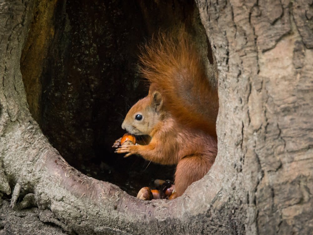 Eichhörnchen brauchen im Frühling Hilfe. (Bild: Malgorzata Surawska/Shutterstock.com)