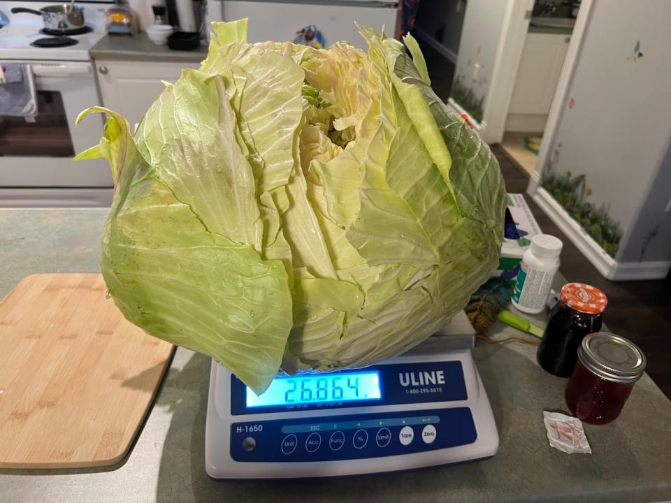 Lone Sorensen's cabbage came in at nearly 27 pounds. 