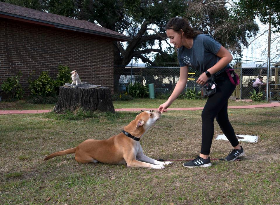 Dog trainer Catey Cuesta works with Rylan outside the Pensacola Humane Society on Tuesday. The 3-year-old, mixed breed dog has found his forever home after a year at the Humane Society.