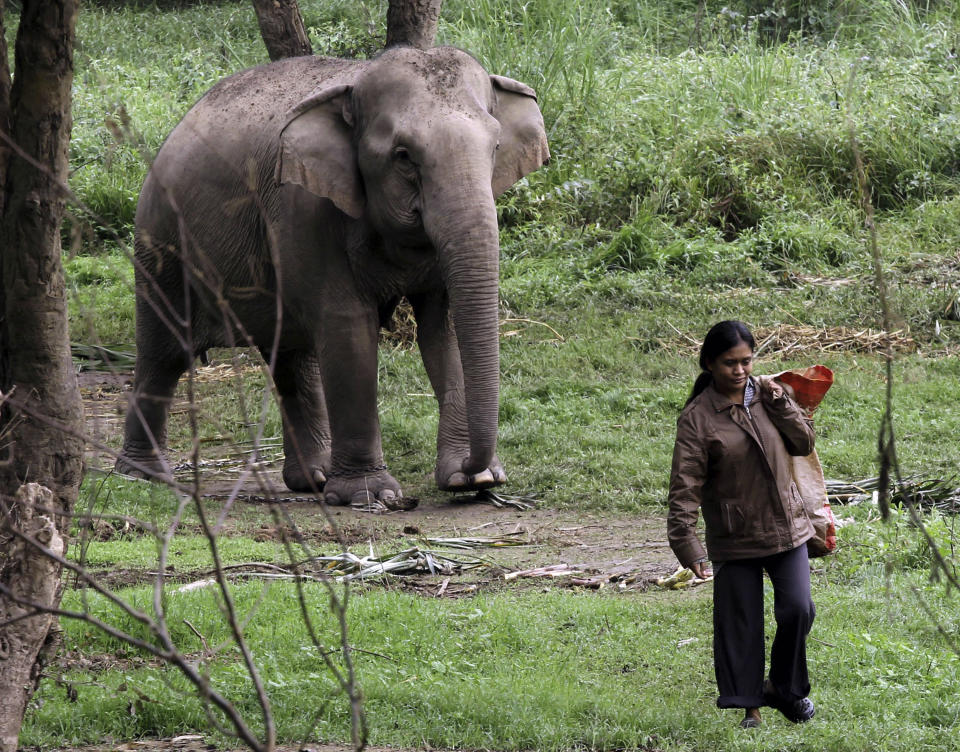 In this photo taken Dec. 4, 2012, Niang Homhuan, 37, a Thai mahout's wife walks past an elephant while searching for elephant dung at a camp in Chiang Rai province, northern Thailand. A Canadian entrepreneur with a background in civet coffee has teamed up with a herd of 20 elephants, gourmet roasters and one of the country's top hotels to produce the Black Ivory, a new blend from the hills of northern Thailand and the excrement of elephants which ranks among the world's most expensive cups of coffee. (AP Photo/Apichart Weerawong)