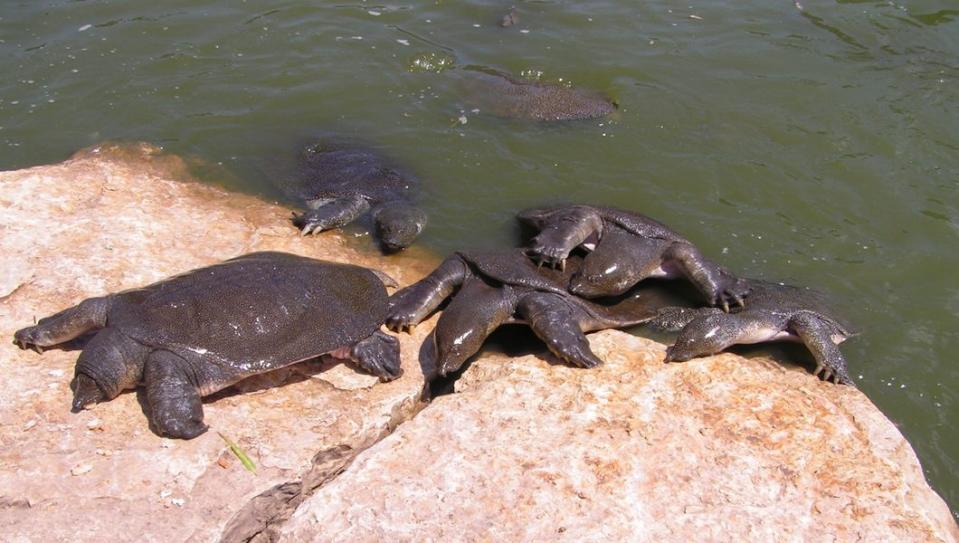 Diese ulkigen und äußerst seltenen Exemplare haben Wissenschaftler erst 2007 in Kambodscha entdeckt: Weichschildkröten. Der Panzer der Reptilien ist, wie der Name bereits erahnen lässt, sehr weich und lederartig. Den Hals können die Tiere zudem sehr weit herausstrecken und statt eines scharfen Mauls besitzen Weichschildkröten einen Rüssel. (Bild-Copyright: cc/Wikimedia/Lena Levin)