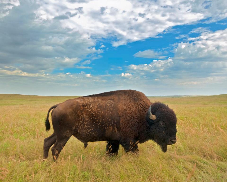 Photos were taken at the Nature Conservancy’s Tallgrass Prairie Preserve in Osage County, Oklahoma. The herd is the Conservancy’s largest with more than 2000 bison.